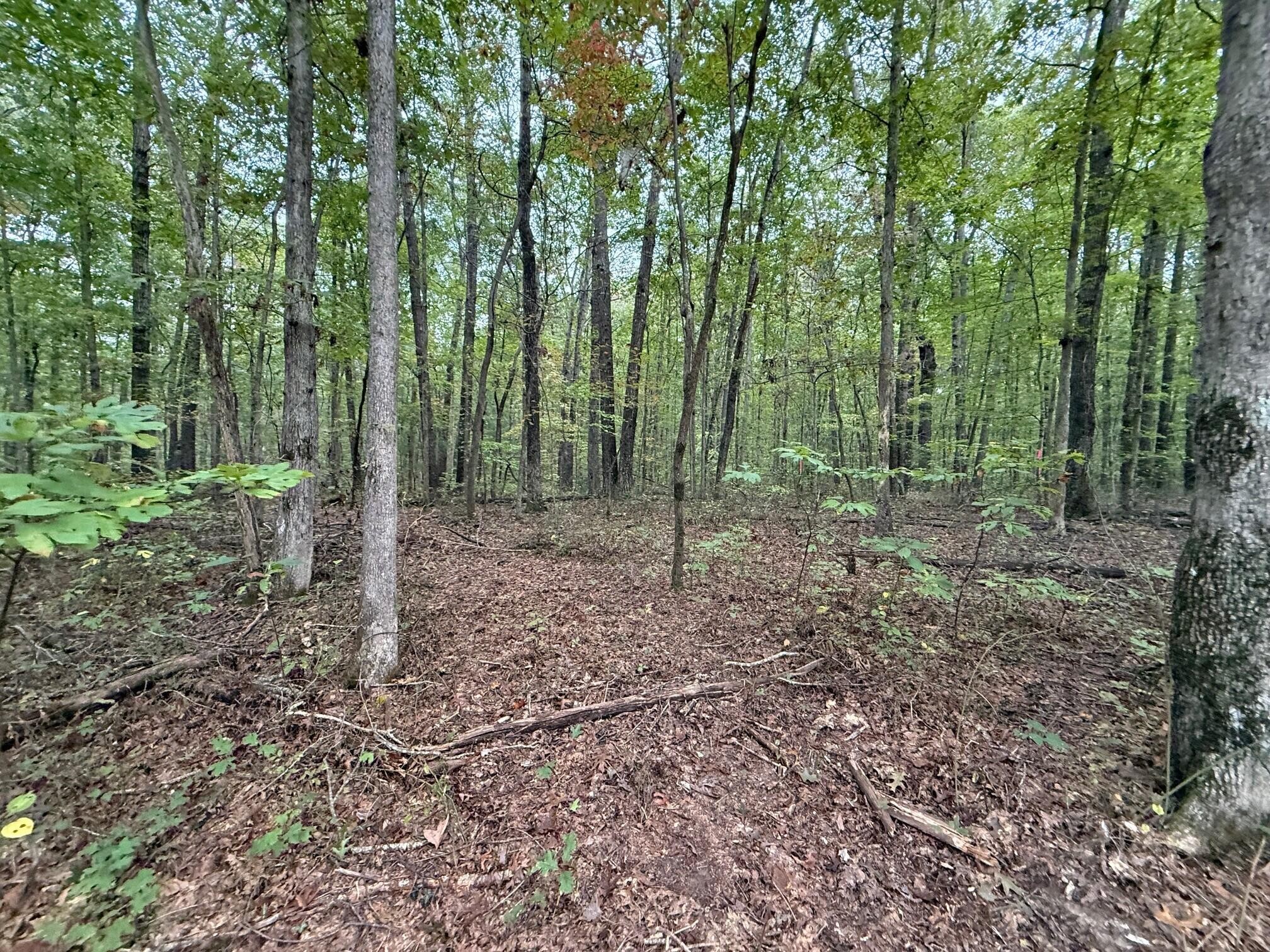 2 Tipple Road Tracy City, TN 37387 - Photo 2 of 16 a view of a forest that has large trees