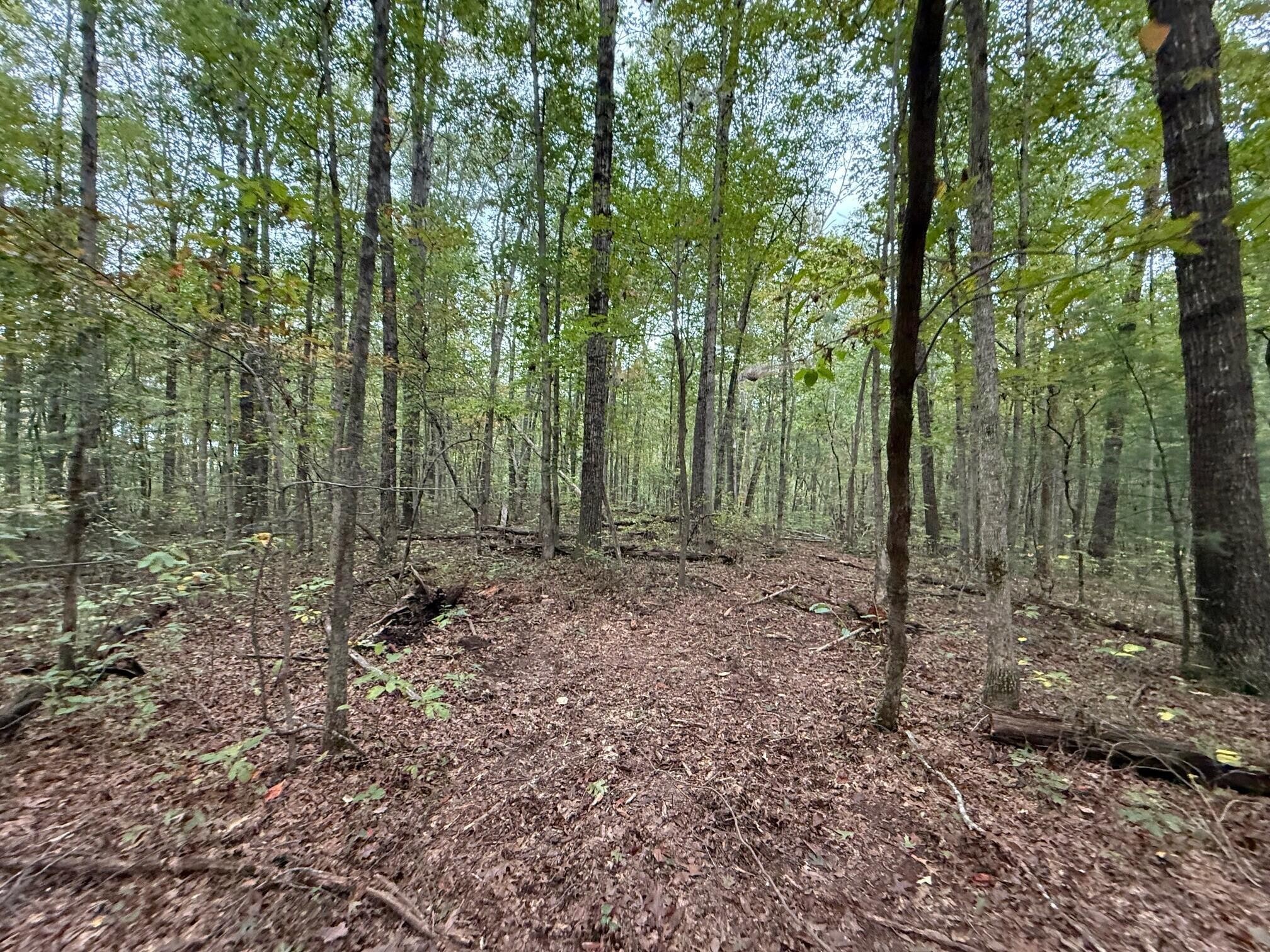 2 Tipple Road Tracy City, TN 37387 - Photo 4 of 16 a view of a forest with trees in the background