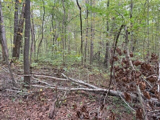 2 Tipple Road Tracy City, TN 37387 - Photo 6 of 16 a view of a forest with trees