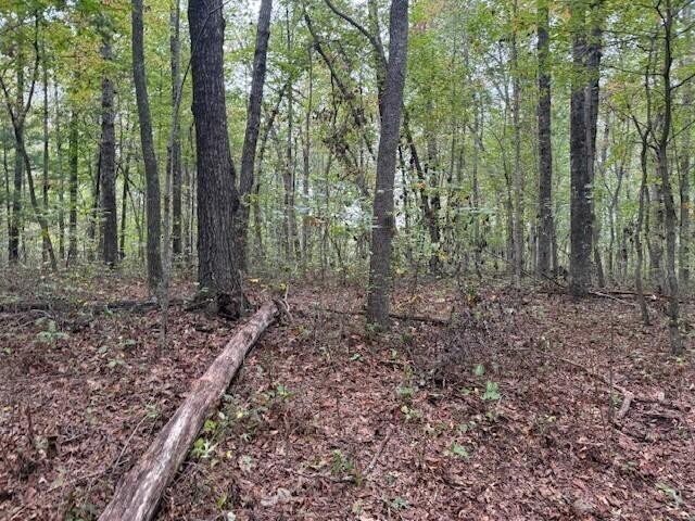 2 Tipple Road Tracy City, TN 37387 - Photo 8 of 16 a view of a forest that has large trees