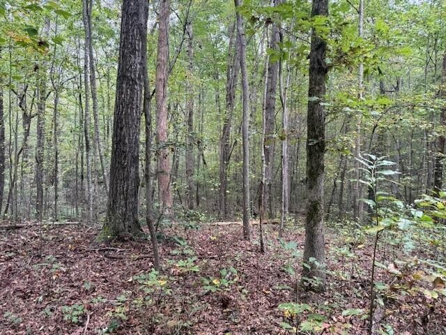 2 Tipple Road Tracy City, TN 37387 - Photo 9 of 16 a view of forest