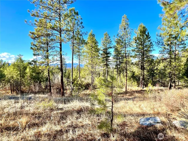 a view of a yard with plants and large trees