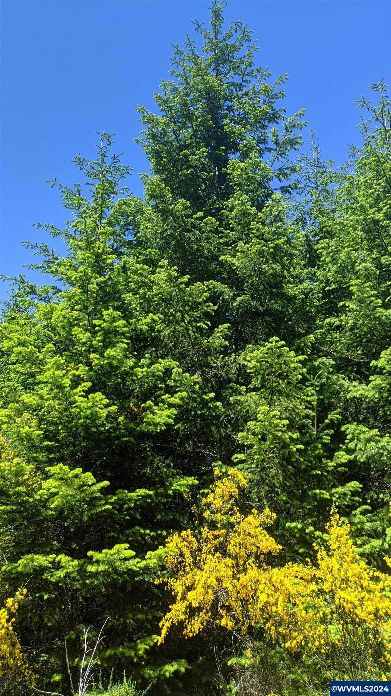 Northwest Timmerman Road Forest Grove, OR 97116 - Photo 10 of 12