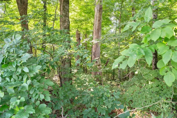 $495,000 | 3639 West Us Highway, Holton, IN 47023