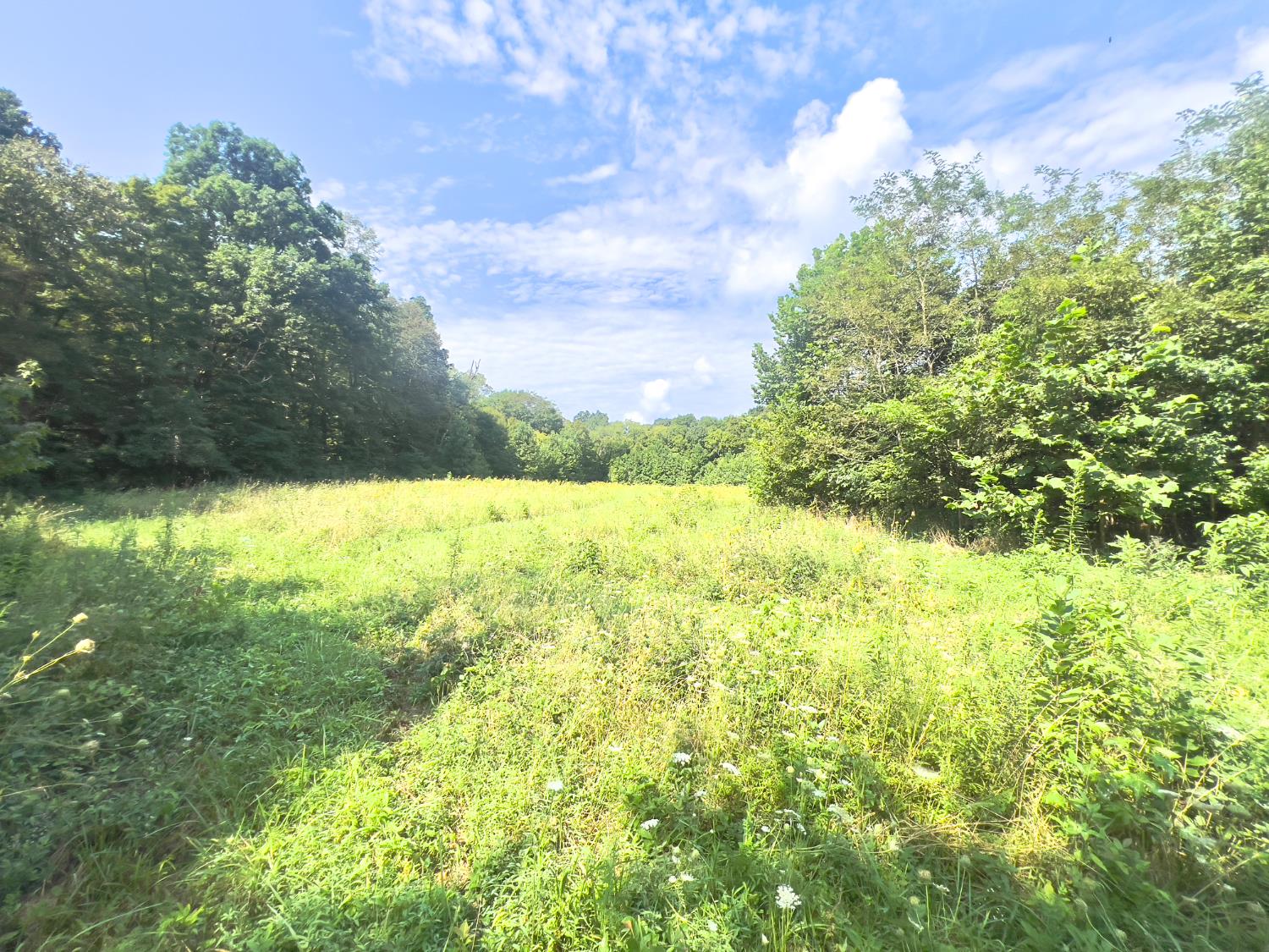 3639 West Us Highway Holton, IN 47023 - Photo 55 of 61 Clearing on 11 Acre Tract