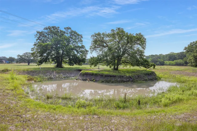 a view of a plant in a garden