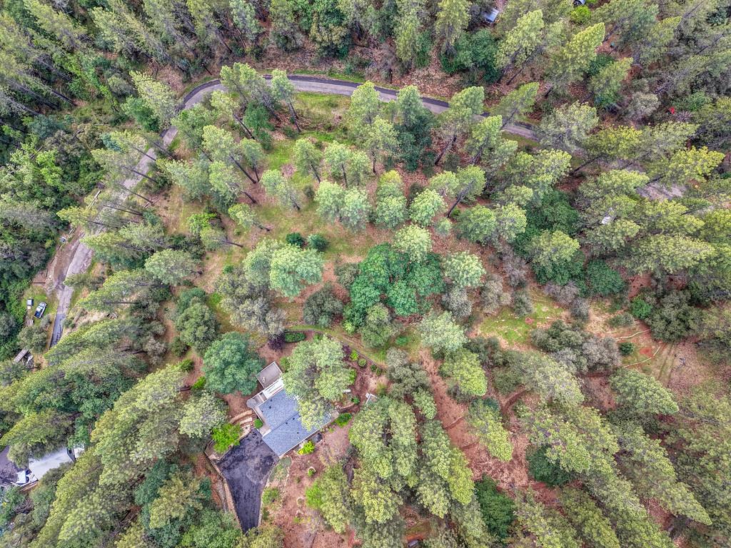 3971 Donner Trail Placerville, CA 95667 - Photo 74 of 78 a view of a forest with a tree