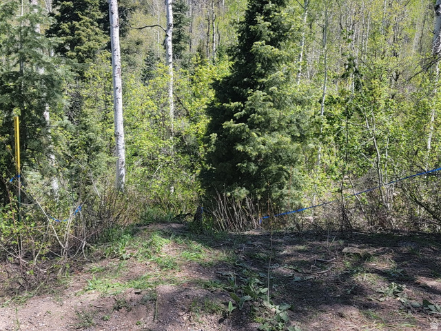 819 North Fork Road, Unit 819 Mount Pleasant, UT 84647 - Photo 7 of 13 Natural landscape featuring a mix of evergreen and deciduous trees, with a partially cleared ground cover