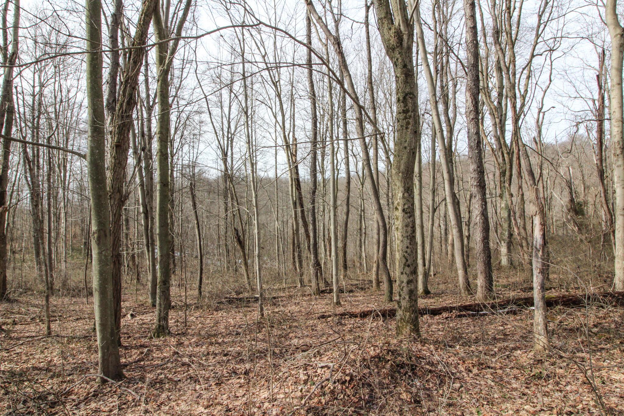 0 Kerr Run Road Newport, OH 45768 - Photo 18 of 26 IMG_3815