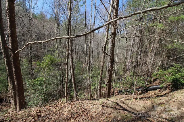 a view of a yard with a trees