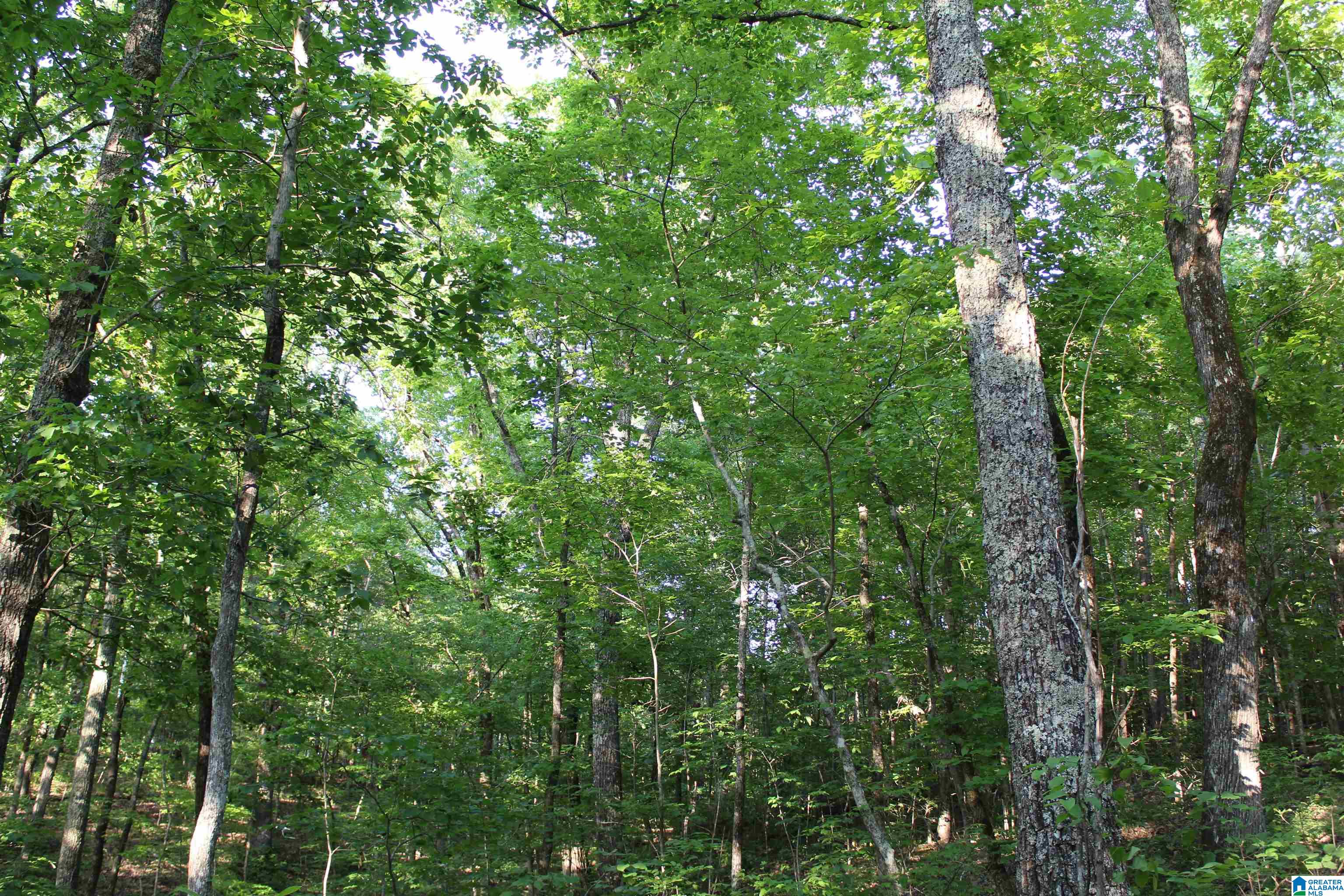 1 Goodner Mountain Road, Unit 1 Pinson, AL 35126 - Photo 7 of 19
