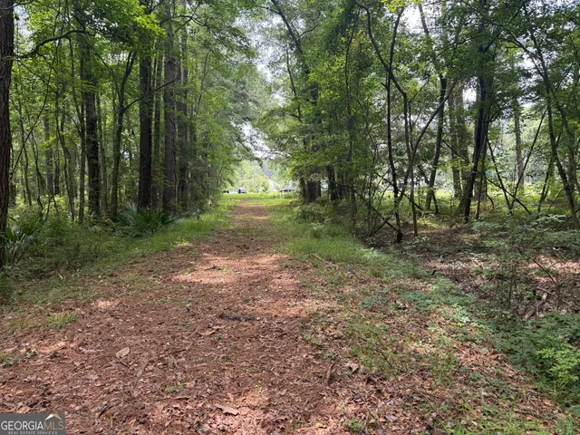 a view of a forest with trees in the background