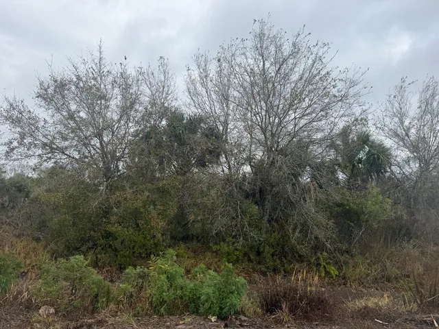 a view of a forest with trees in front of house