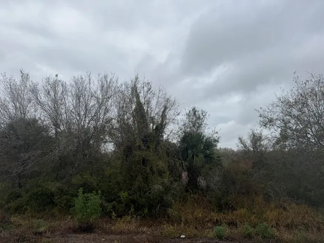 a view of a city with lush green forest