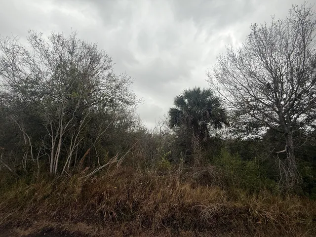 a view of a forest with lots of trees