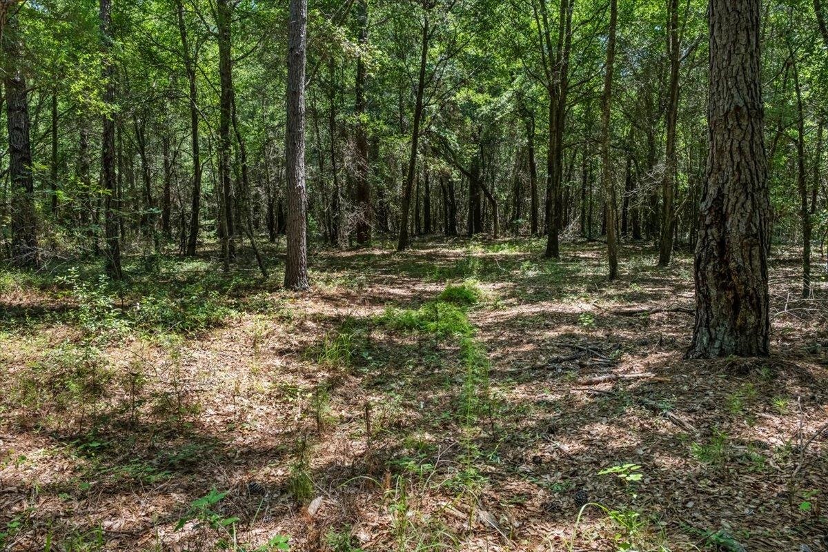 Tbd 5.3-acres Tbd 5.3-acres Springtown Road Bamberg, SC 29003 - Photo 4 of 11
