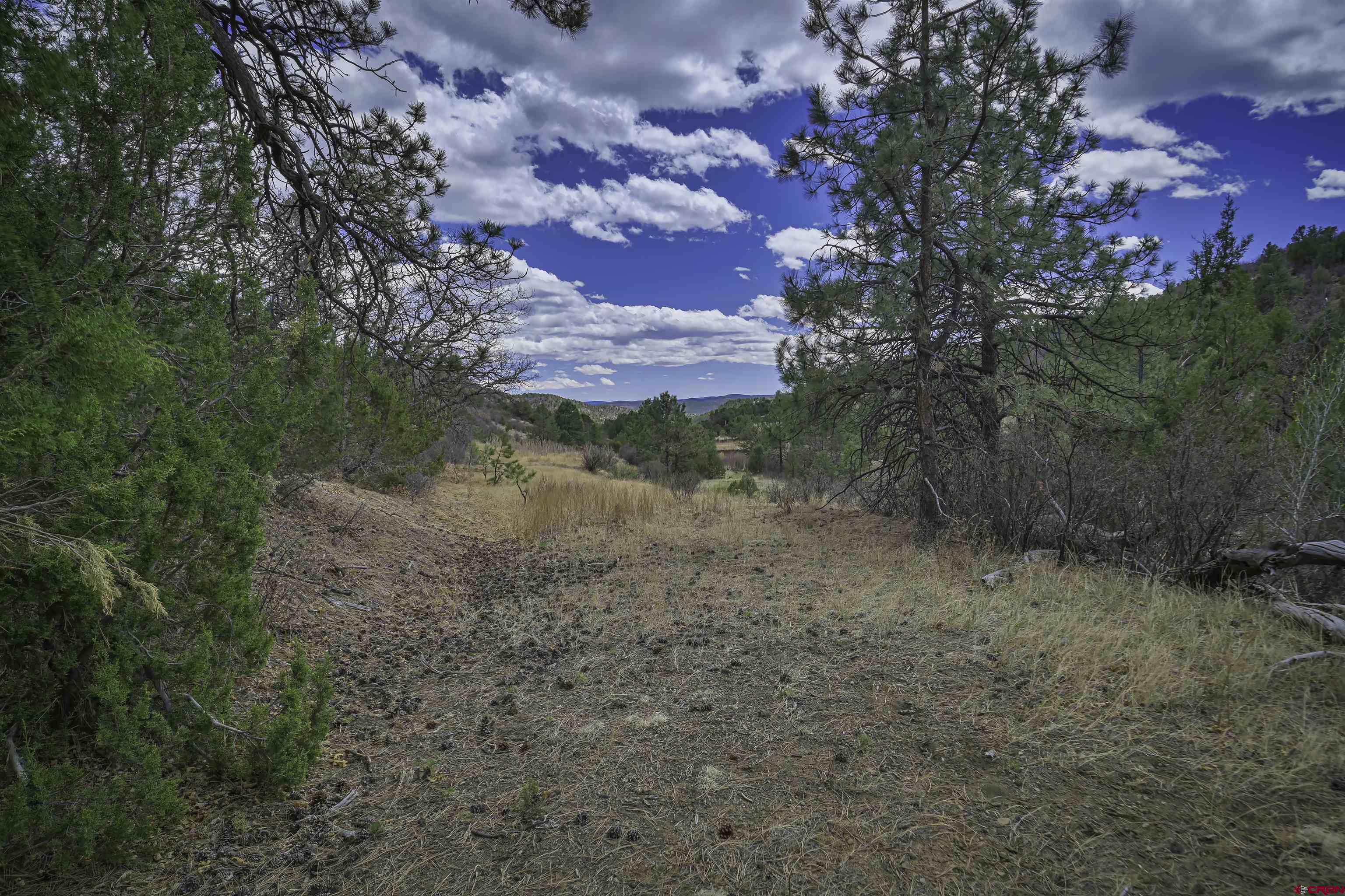 Tbd Tbd Primero Ranch Trinidad, CO 81082 - Photo 27 of 41 a view of a forest with trees in the background