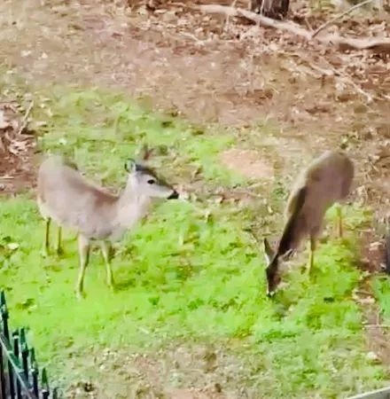 $963,000 | 4141 Riverview Run Court, Suwanee, GA 30024