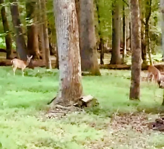 $981,000 | 4141 Riverview Run Court, Suwanee, GA 30024