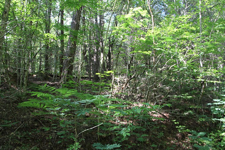 0 Boogertown Road Sevierville, TN 37876 - Photo 6 of 7