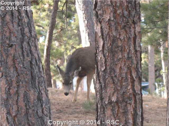 6525 Burrows Road Colorado Springs, CO 80908 - Photo 18 of 20 More wild life.