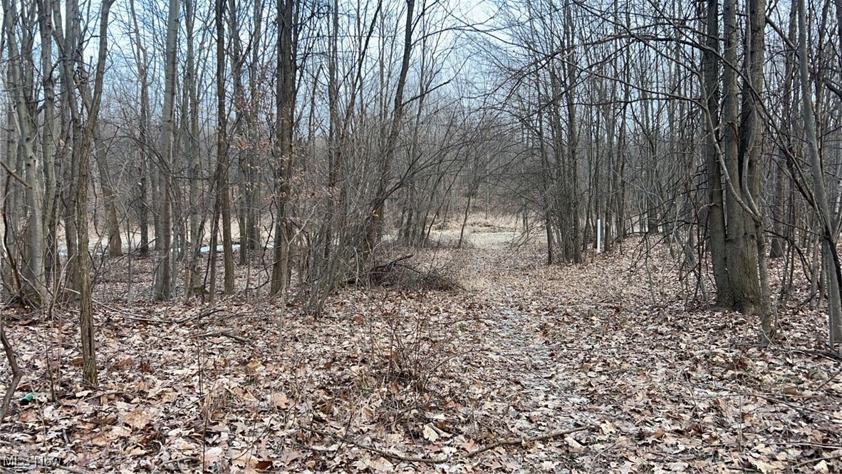 Dunham Road East Litchfield, OH 44253 - Photo 3 of 5 View of local wilderness