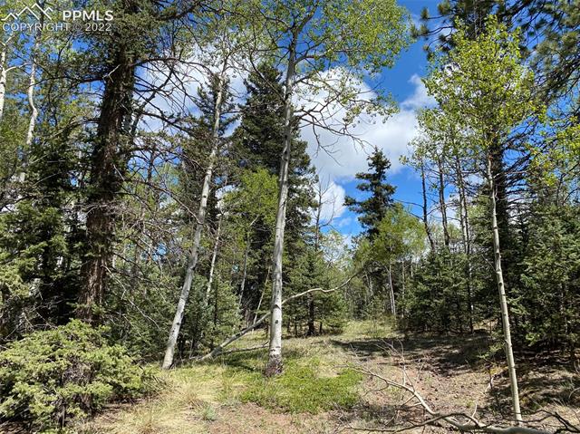 255 Spruce Glen Road Divide, CO 80814 - Photo 3 of 9 Gallery Image 3