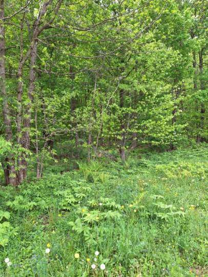0 Mt Tom Road Springfield Center, NY 13468 - Photo 11 of 14