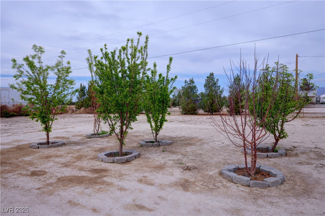 4830 East Comanche Drive Pahrump, NV 89061 - Photo 39 of 53 Fruit Trees