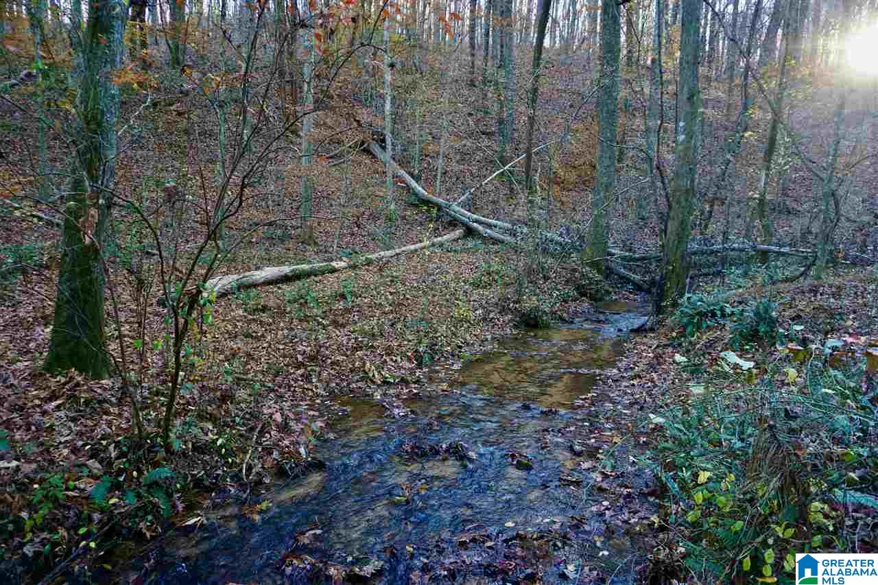 0 Whites Gap Road Jacksonville, AL 36265 - Photo 5 of 31