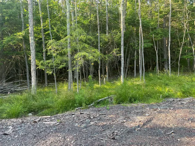 a view of a park with large trees