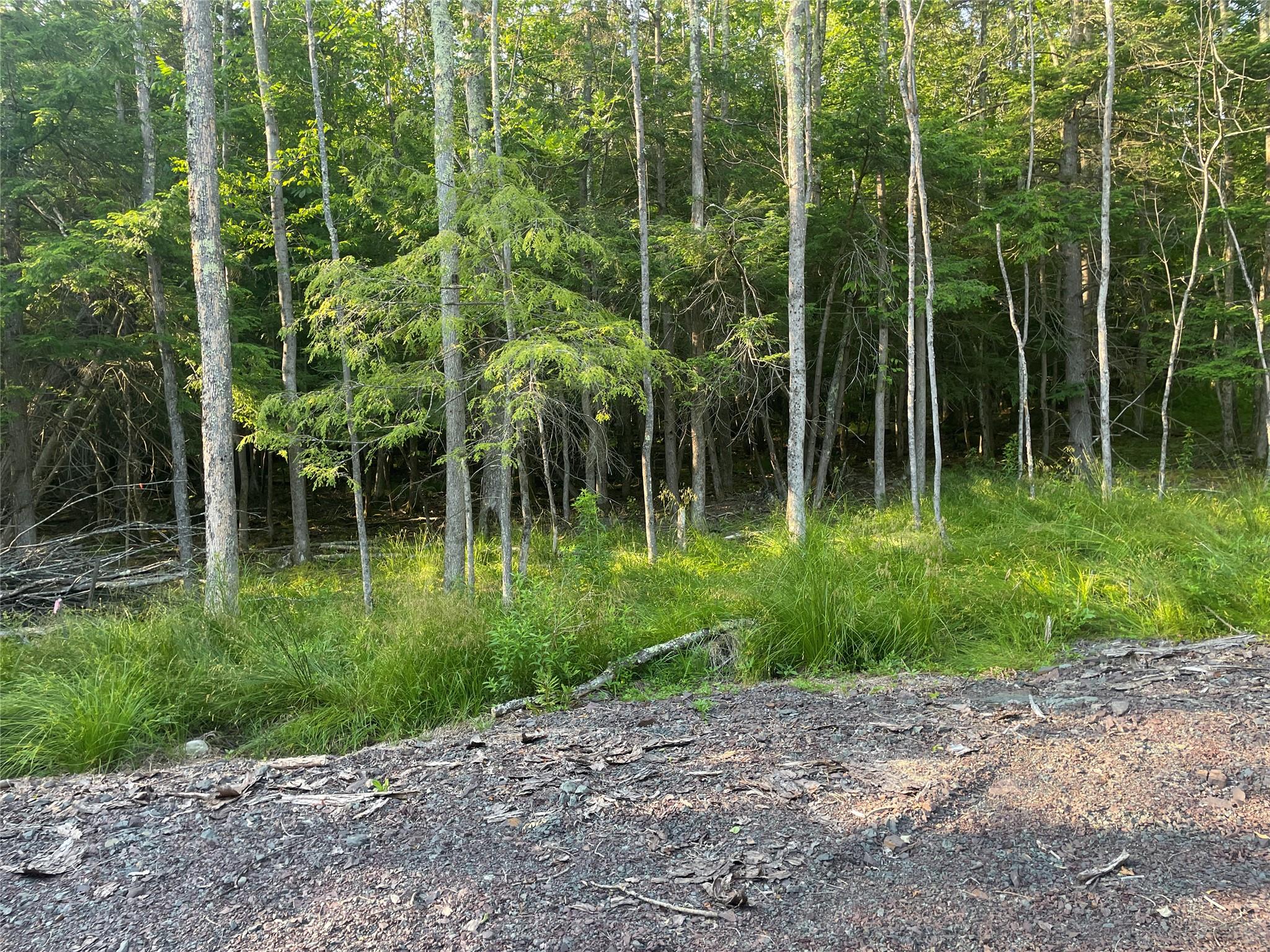 Tbd Boulder Brook Road Windham, NY 12496 - Photo 9 of 31 a view of a backyard