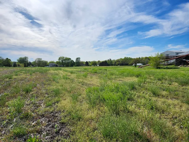 a view of a big yard with plants and a large tree