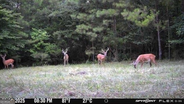 5 Ruckersville Road Elberton, GA 30635 - Photo 9 of 82