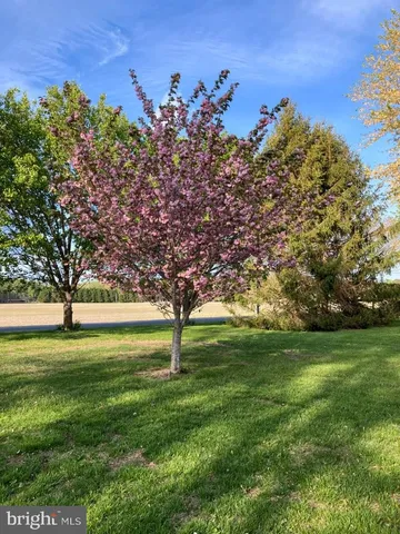 a view of field with trees