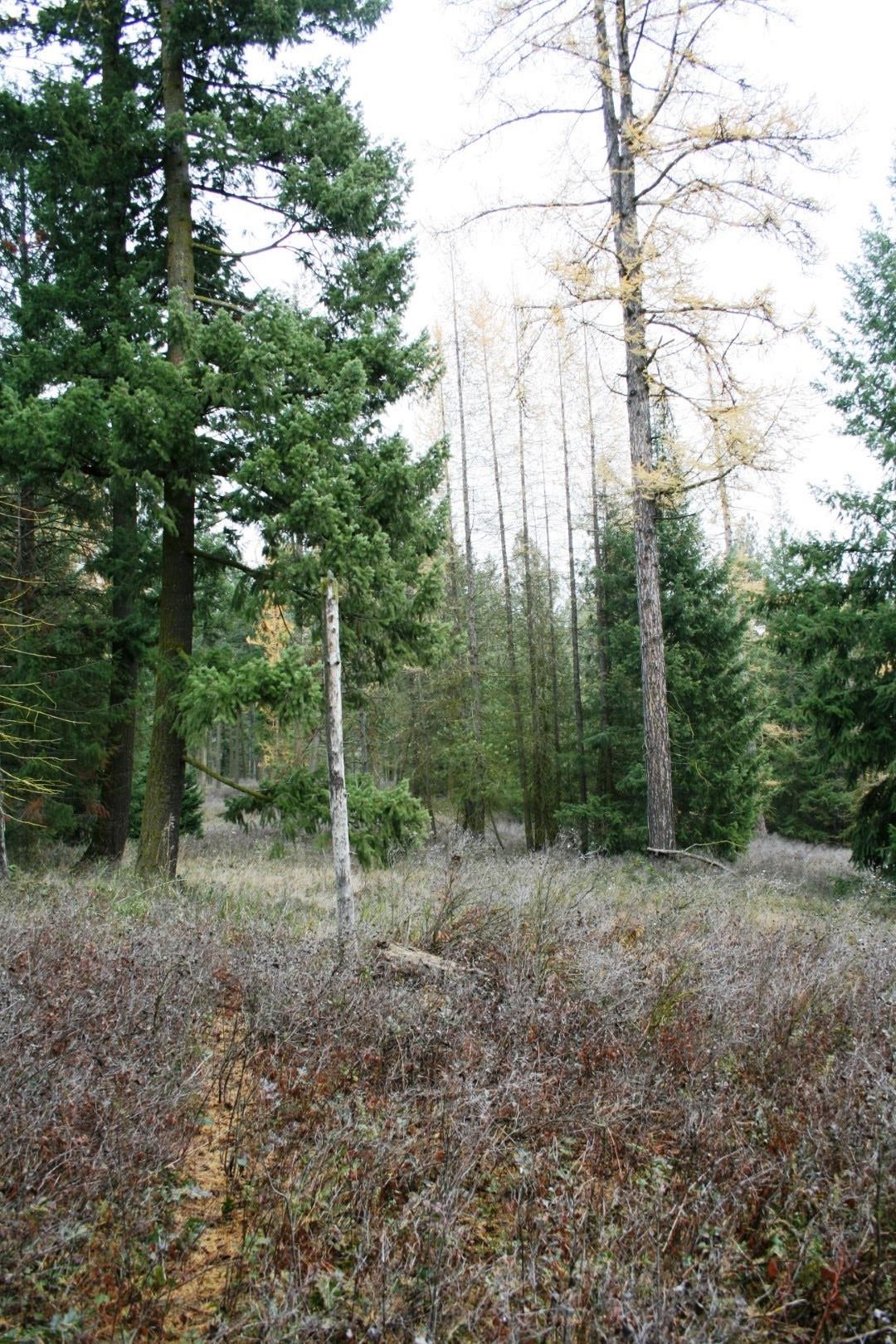 0 West Dahl Road Deer Park, WA 99006 - Photo 2 of 6