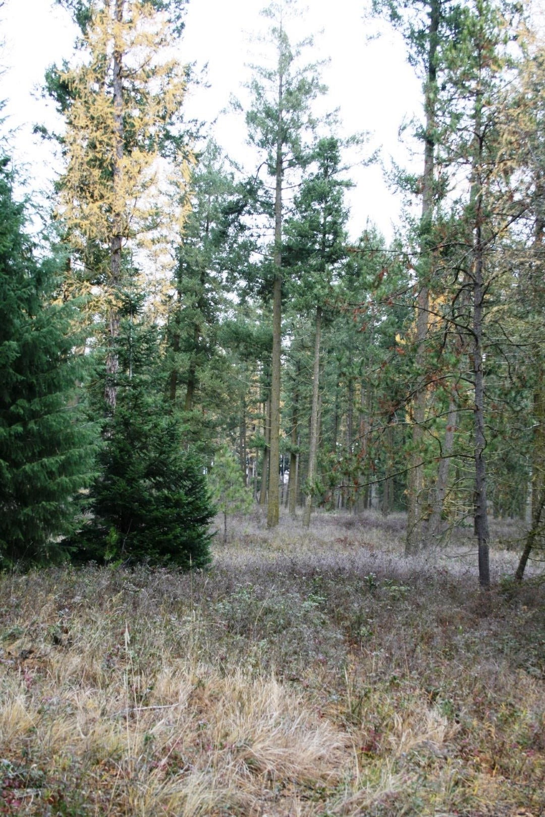 0 West Dahl Road Deer Park, WA 99006 - Photo 3 of 6