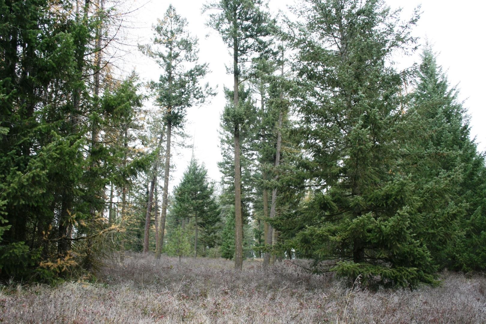 0 West Dahl Road Deer Park, WA 99006 - Photo 4 of 6