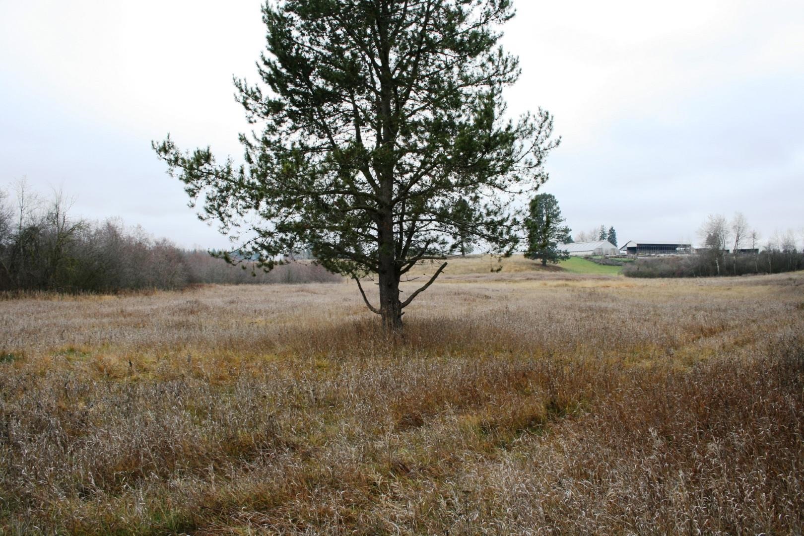 0 West Dahl Road Deer Park, WA 99006 - Photo 6 of 6