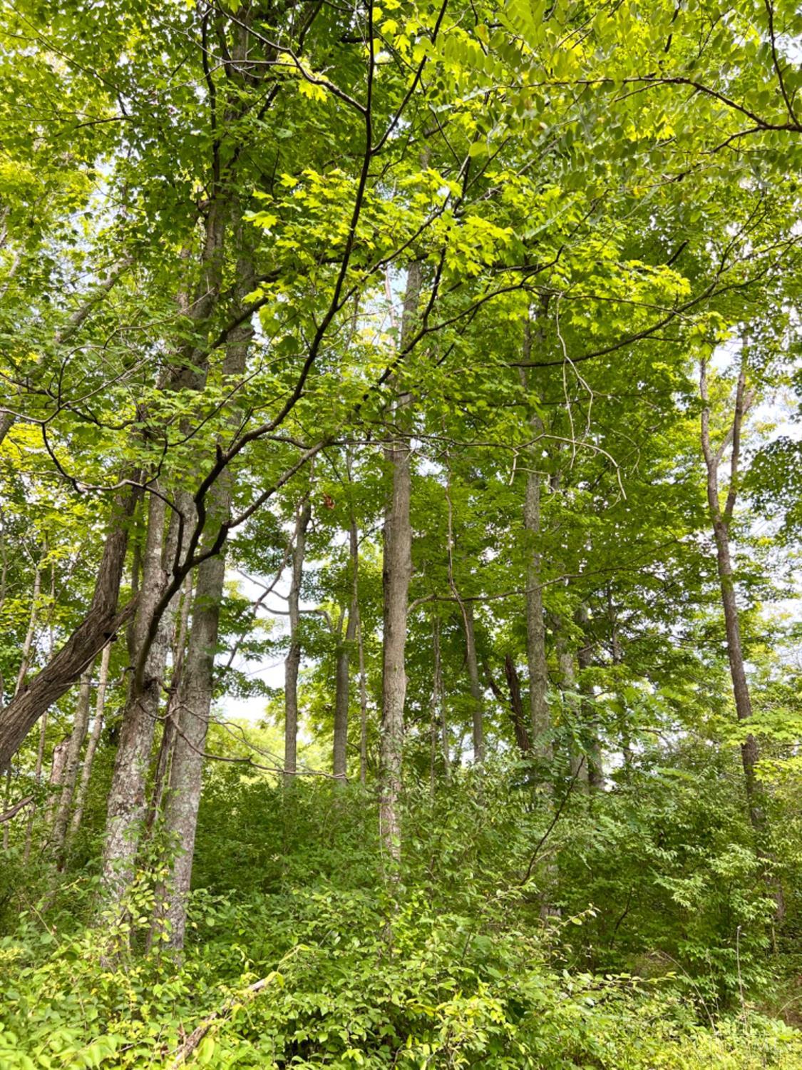 0 Brier Ridge Road West Union, OH 45693 - Photo 82 of 98
