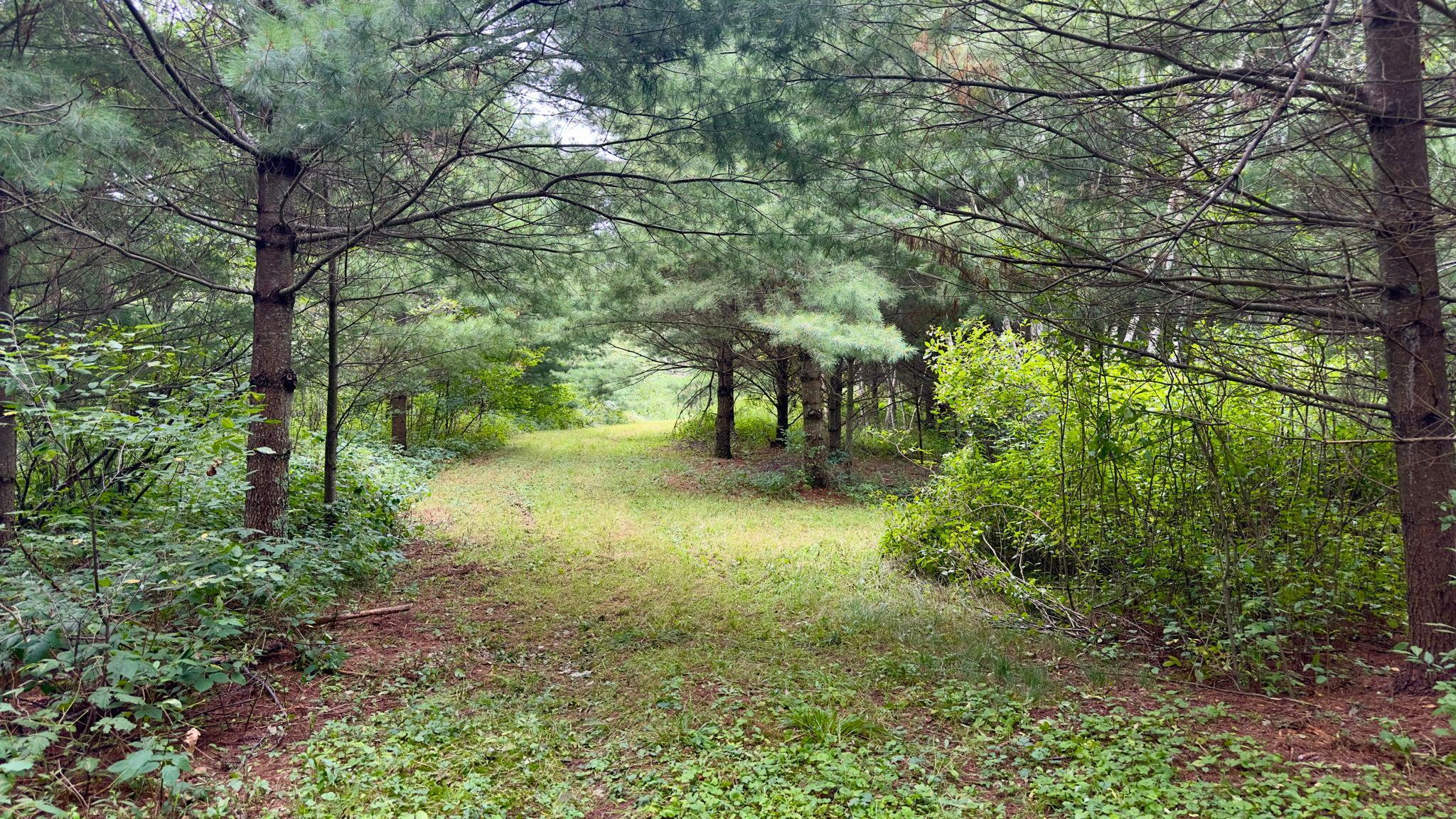 Tbd Tbd County F Road Trego, WI 54888 - Photo 4 of 13