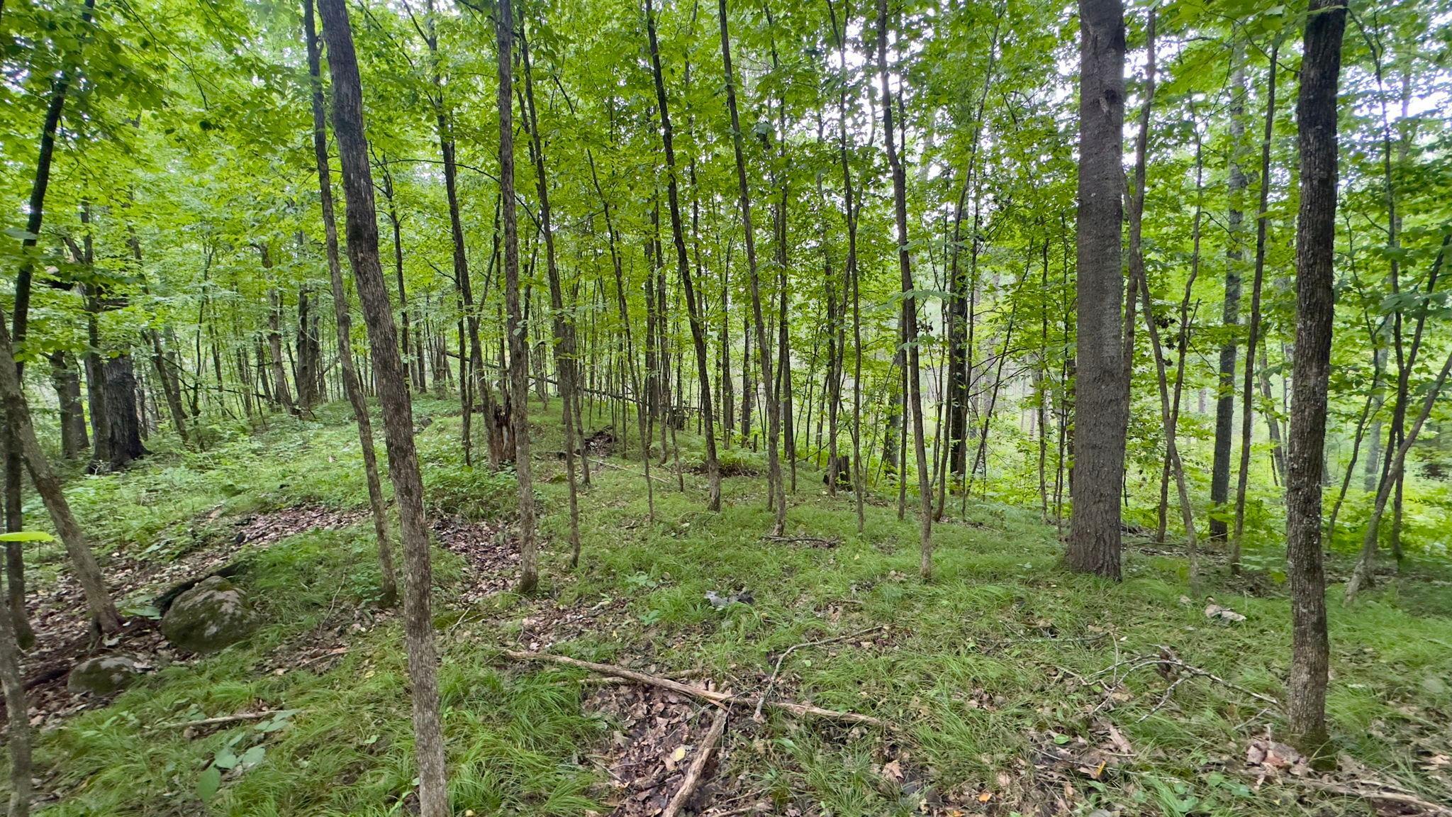 Tbd Tbd County F Road Trego, WI 54888 - Photo 5 of 13