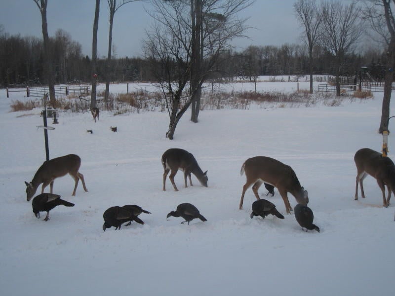 301 East 18 Mile Road Dafter, MI 49724 - Photo 50 of 74 Gallery Image 50
