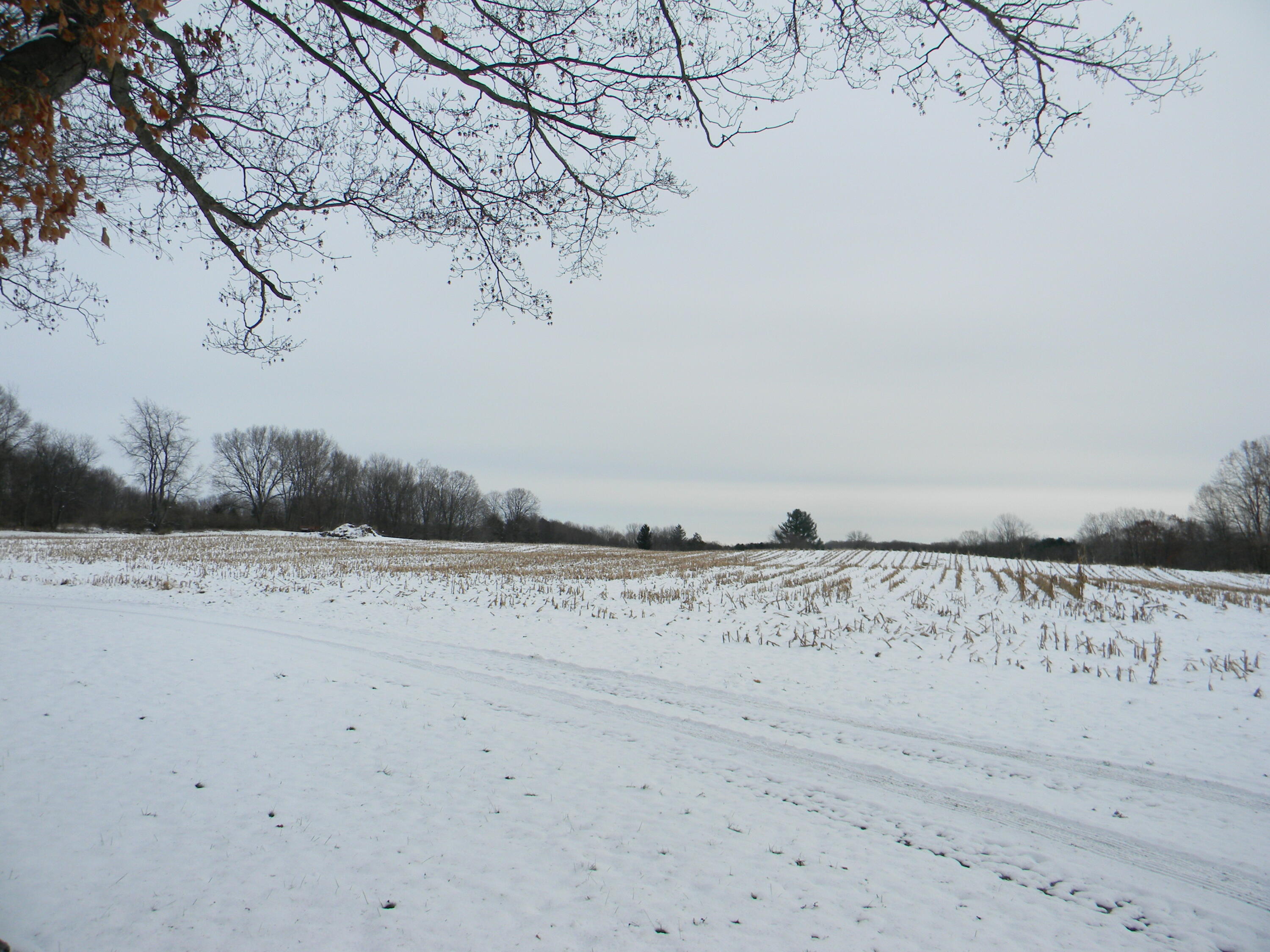 3113 South Tuttle Road Custer, MI 49405 - Photo 36 of 40 Looking East from Pond area