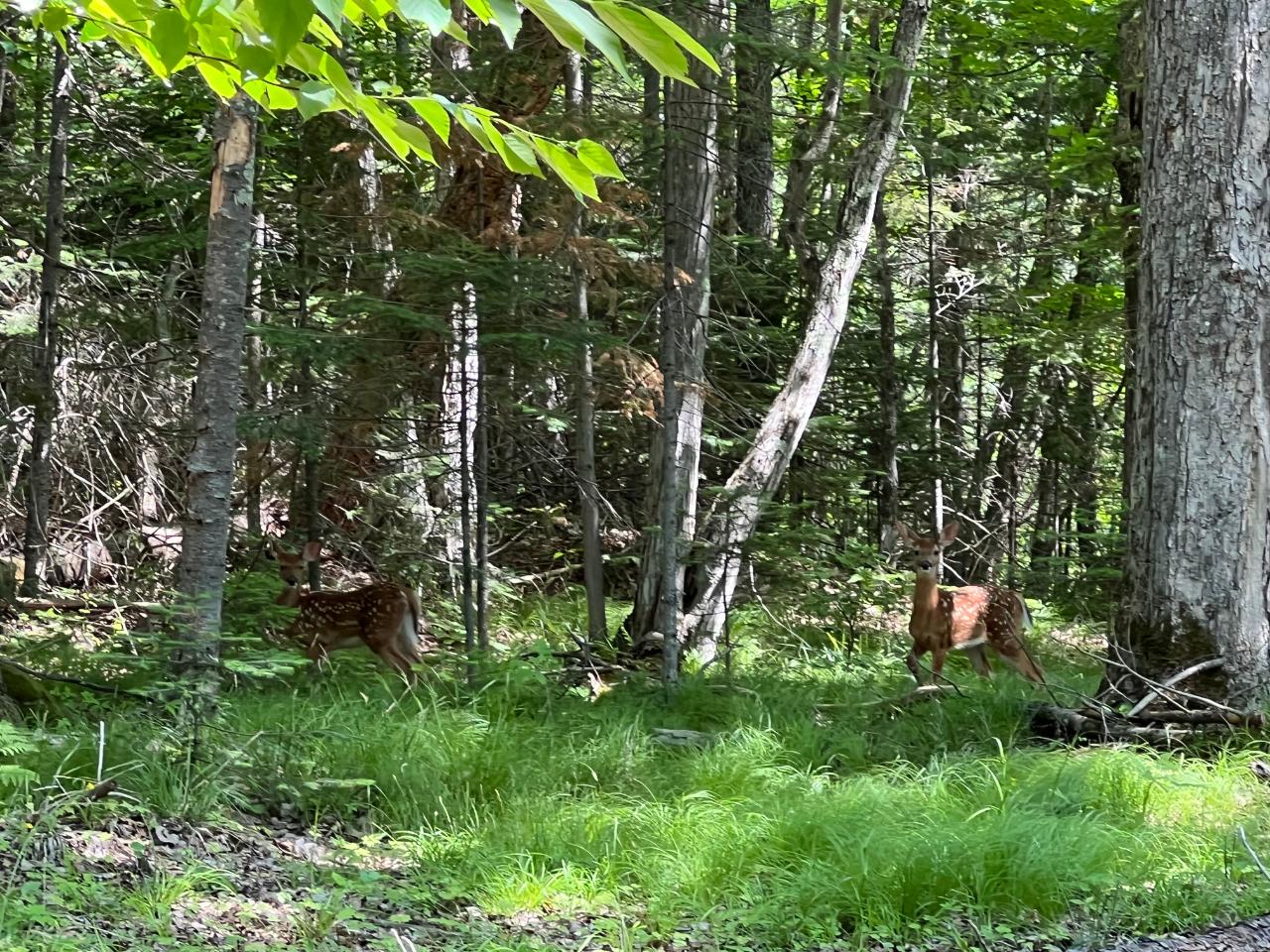 Lot 2 Sopko Road Mercer, WI 54547 - Photo 2 of 6 Gallery Image 2