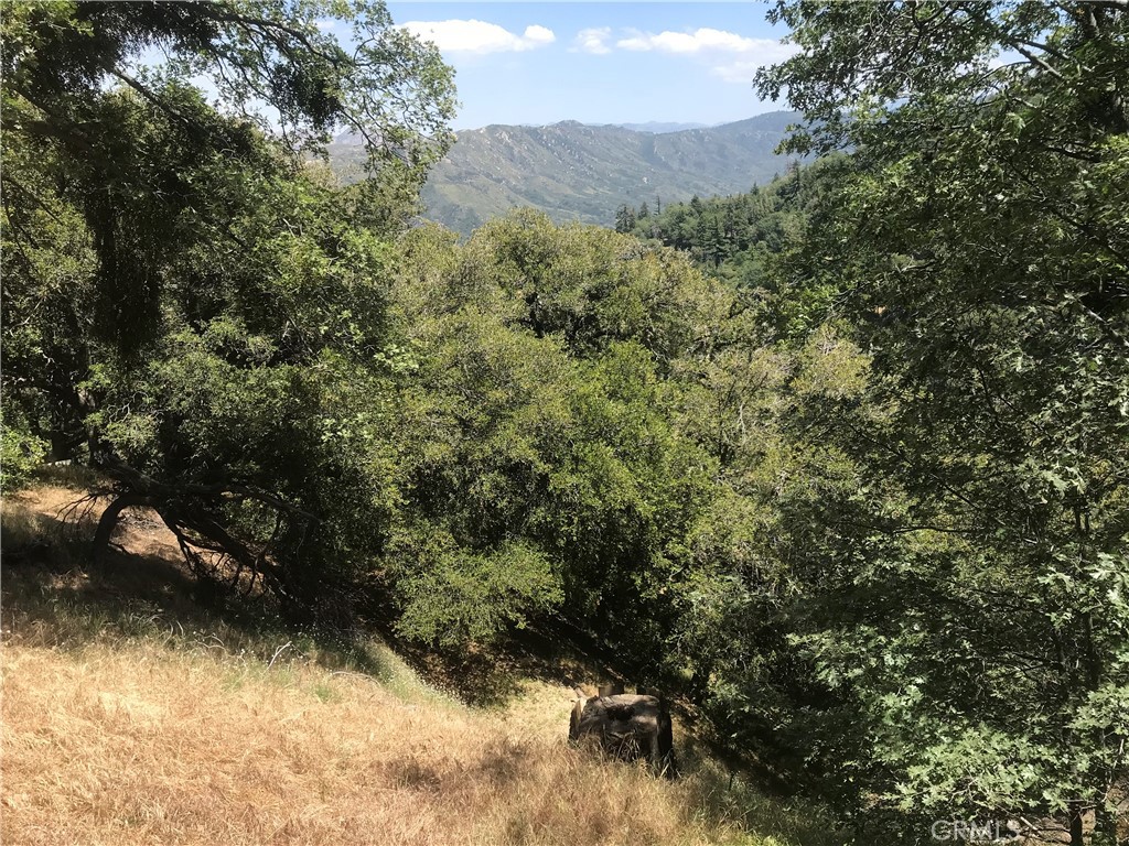 0 Buck Road Cedarpines Park, CA 92322 - Photo 1 of 6 a view of a yard with a tree