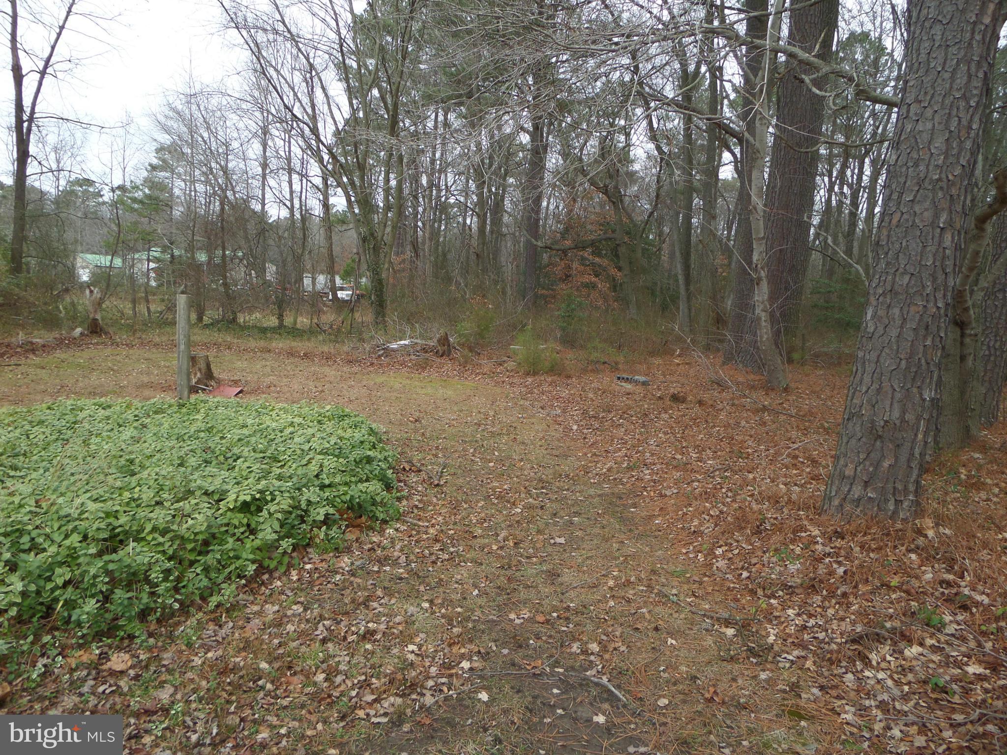 21240 Dover Bridge Road Preston, MD 21655 - Photo 5 of 13 a view of a yard with trees