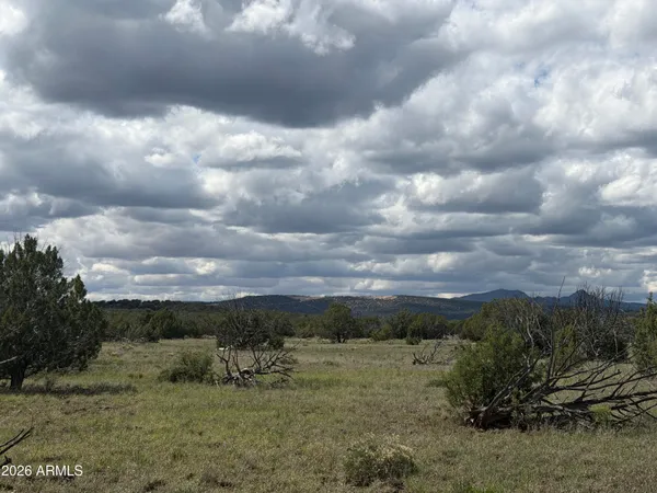 a view of a field of trees