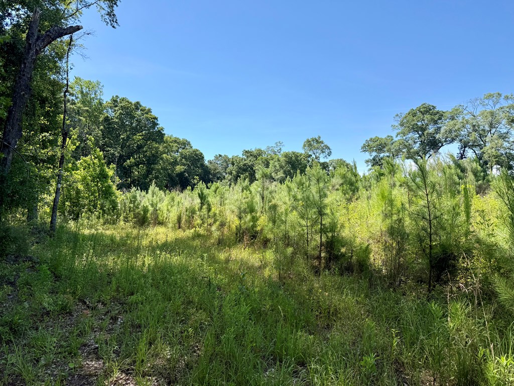 60-acres Hutton Road Hartford, AL 36344 - Photo 12 of 31