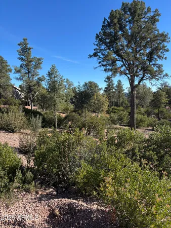 a view of a forest with a tree in the background